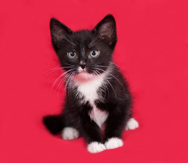 Schwarz-weißes Kätzchen sitzt auf rot — Stockfoto