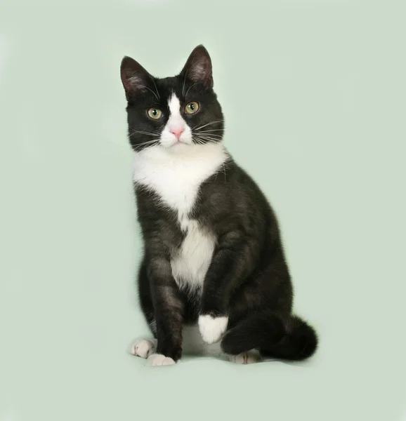 Yeşil üzerinde oturan siyah beyaz kedi — Stok fotoğraf