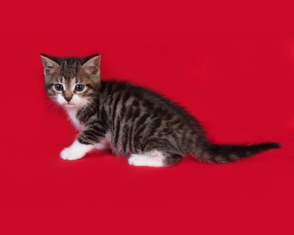 Striped en witte kitten zittend op rood — Stockfoto