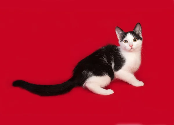 Svart och vit kattunge sitter på röd — Stockfoto
