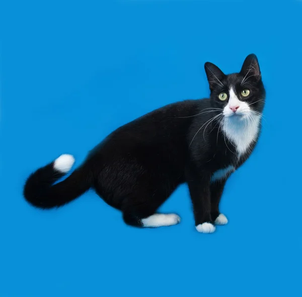 Zwart-wit kat staande op blauw — Stockfoto