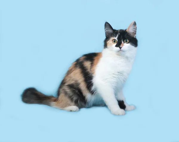 Tricolor kitten sitting on blue — Stock Photo, Image