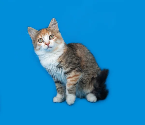 Fluffy tricolor kitten sitting on blue — Stock Photo, Image