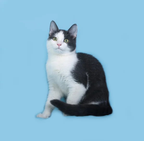 白色和黑色斑点小猫坐在蓝色 — 图库照片