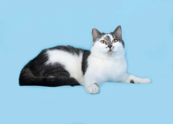 Witte en grijze kat ligt op blauwe — Stockfoto