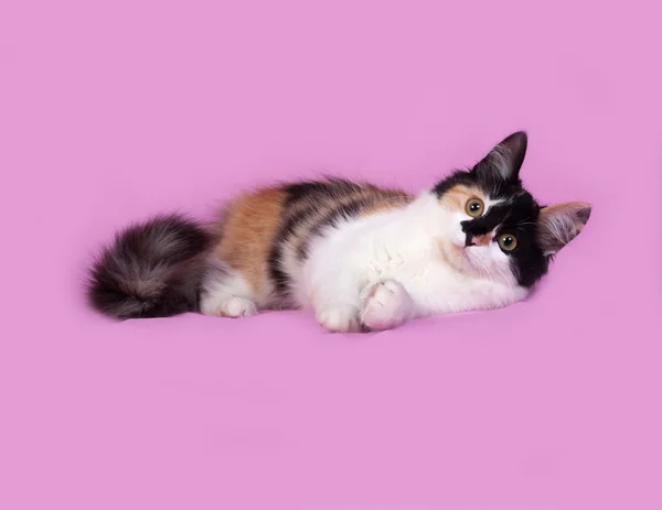Tricolor kitten lies on pink — Stock Photo, Image