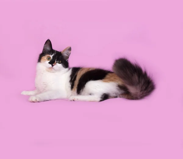 Tricolor kitten lies on pink — Stock Photo, Image