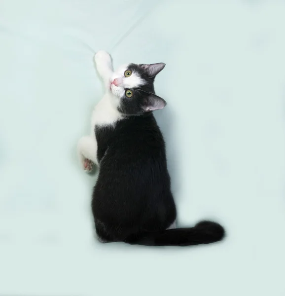 Gattino maculato bianco e nero seduto sul verde — Foto Stock