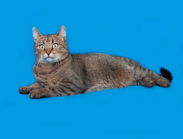 Gato listrado encontra-se no azul — Fotografia de Stock
