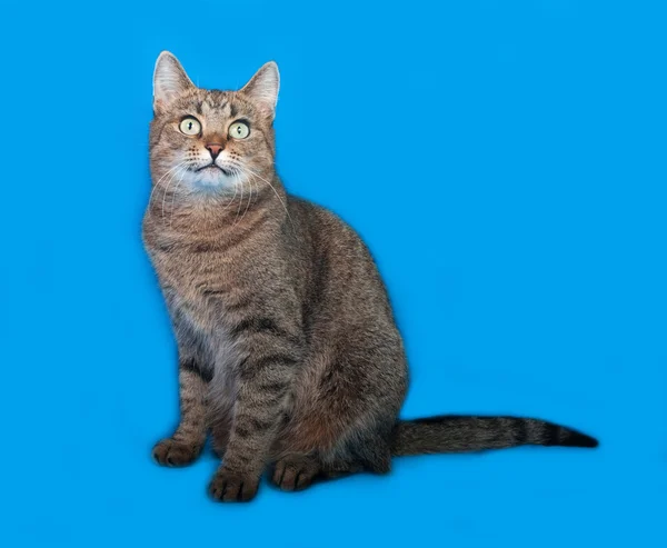 Randig katt sitter på blå — Stockfoto