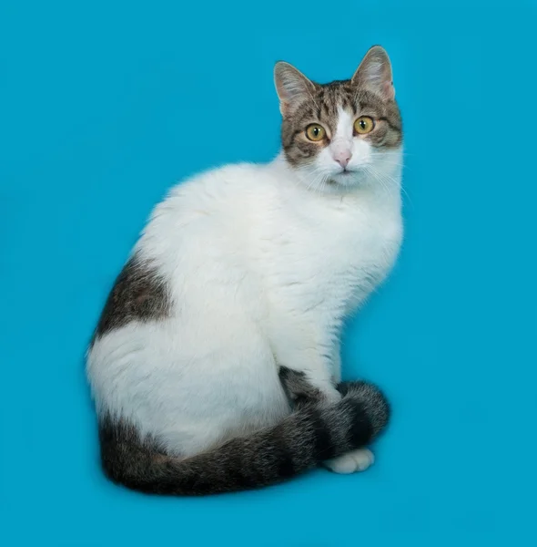 White zauważył kot siedzi na niebiesko — Zdjęcie stockowe