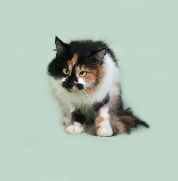 Tricolor fluffy cat with squinting eyes sitting on green — Stock Photo, Image