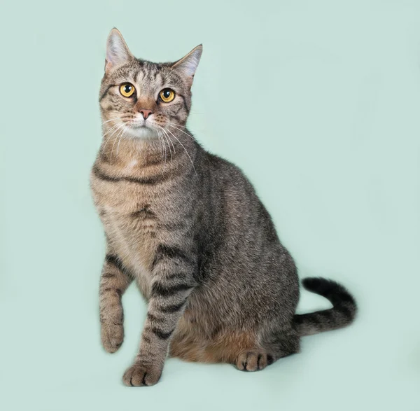 Striped cat sits on green — Stock Photo, Image