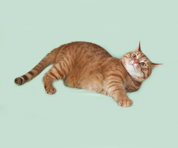 Czerwony pręgowany kot leżący na zielono — Zdjęcie stockowe