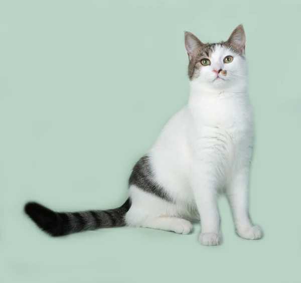 Gato blanco y gris sentado sobre verde —  Fotos de Stock