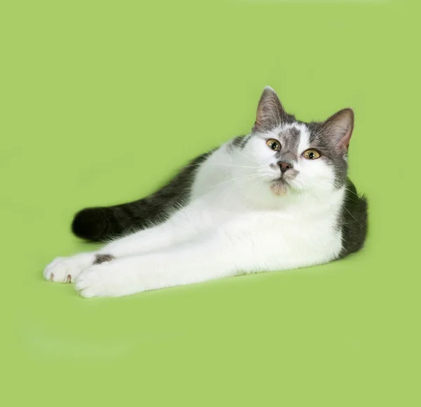 White and gray spotted cat lies on green — Stock Photo, Image