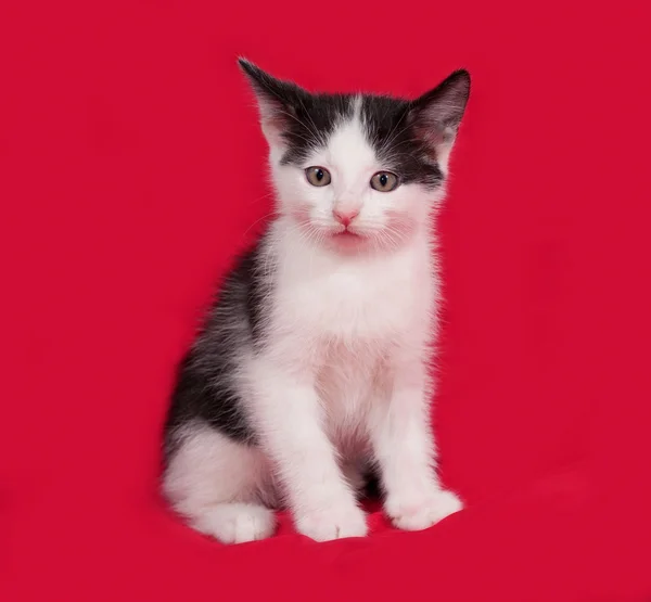 Zwart-wit kitten zittend op rood — Stockfoto