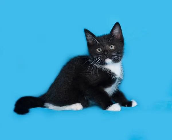 Black and white kitten sitting on blue — Stock Photo, Image