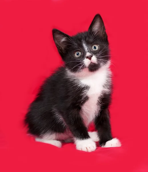 Zwart-wit kitten zittend op rood — Stockfoto