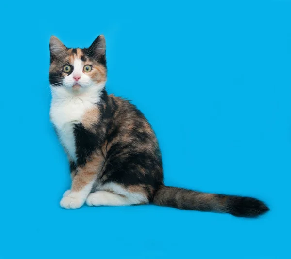 Gatito tricolor sentado en azul —  Fotos de Stock