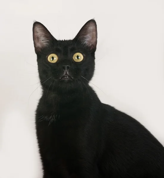 Black cat sitting on gray — Stock Photo, Image