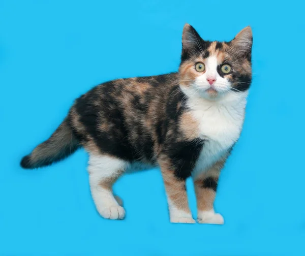 Τρίχρωμη γατάκι στέκεται στο μπλε — Φωτογραφία Αρχείου