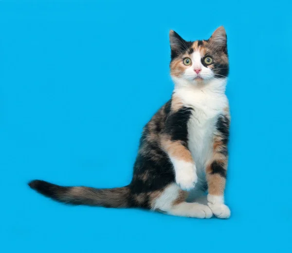 Tricolor Kätzchen sitzt auf blau — Stockfoto