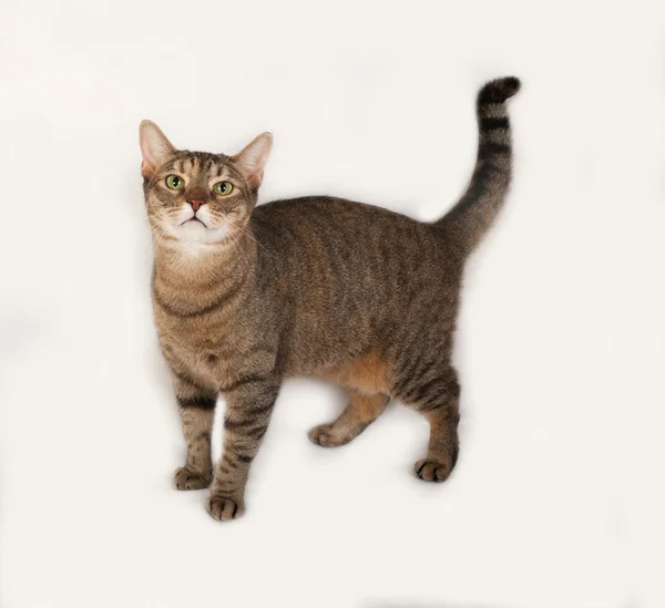 Tabby and red cat standing on gray — Stock Photo, Image
