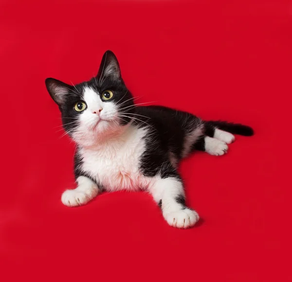 Black and white cat lying on red — Stock Photo, Image