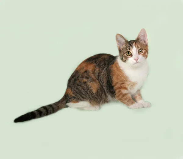 グリーンの上に座ってトリコロール子猫 — ストック写真