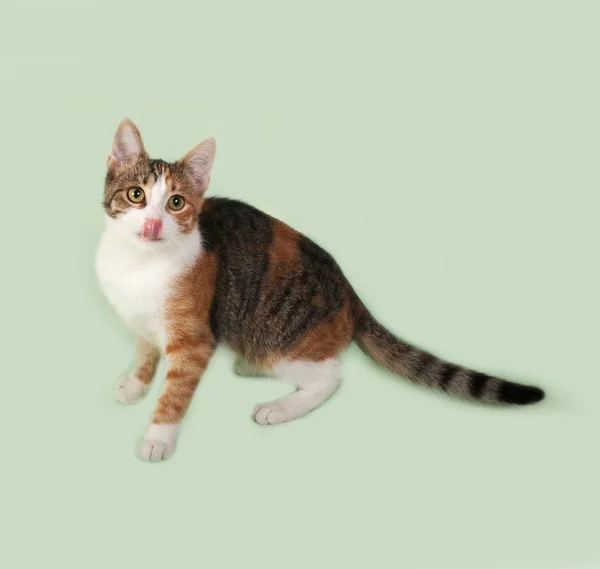 Трехцветный котенок сидит на зеленом — стоковое фото