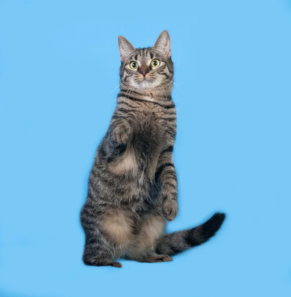 Tabby kitten staande op blauw — Stockfoto