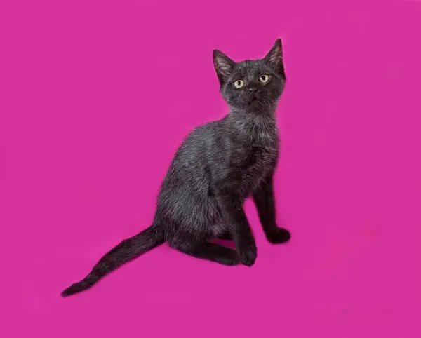 Black kitten sits on purple — Stock Photo, Image