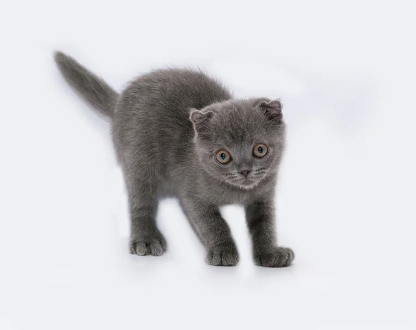 Gatito gris Scottish Fold se levanta sobre gris — Foto de Stock