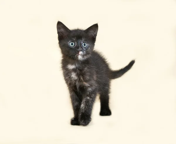 Чёрный и красный котёнок стоит на жёлтом — стоковое фото