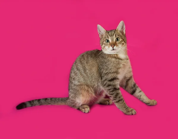 Полосатый котёнок сидит на розовом — стоковое фото