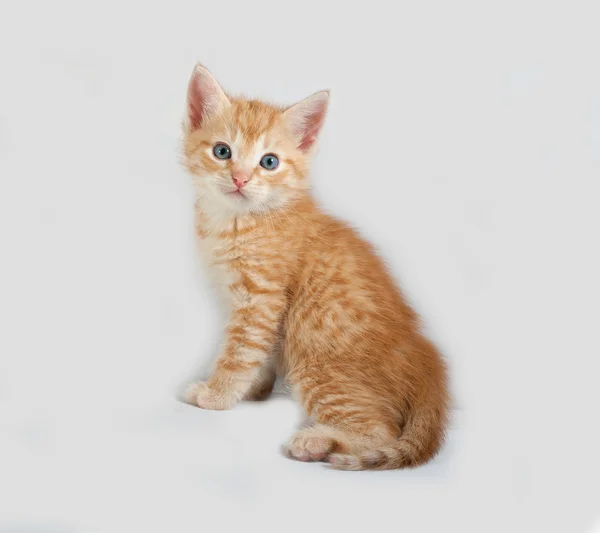 Rojo peludo gatito sentado en gris —  Fotos de Stock