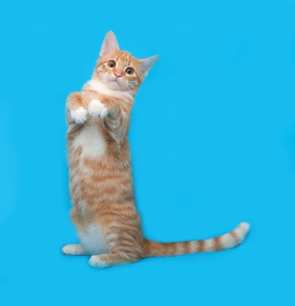 Gatto a strisce rosse e bianche in piedi su blu — Foto Stock