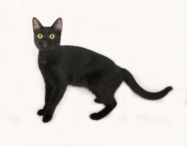 Black cat standing on gray — Stock Photo, Image