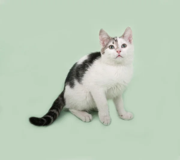 Witte en striped kitten zittend op groen — Stockfoto
