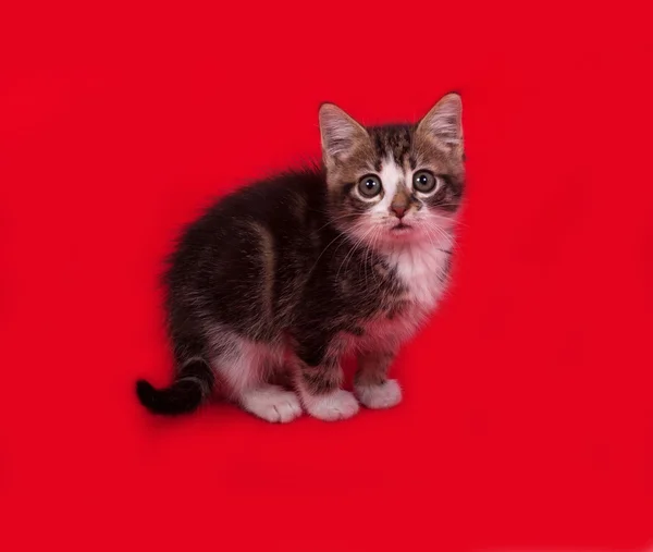 White and striped kitten standing on red — Stock Photo, Image