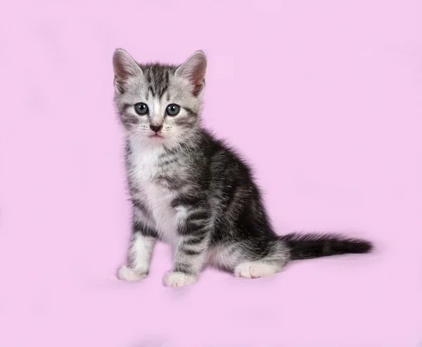 Gestreepte grijze kitten zittend op roze — Stockfoto