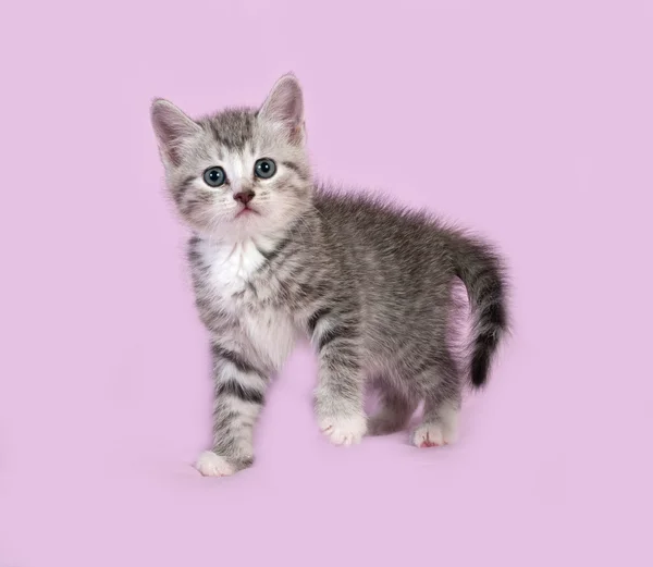 Randig grå kattunge stående på pink — Stockfoto