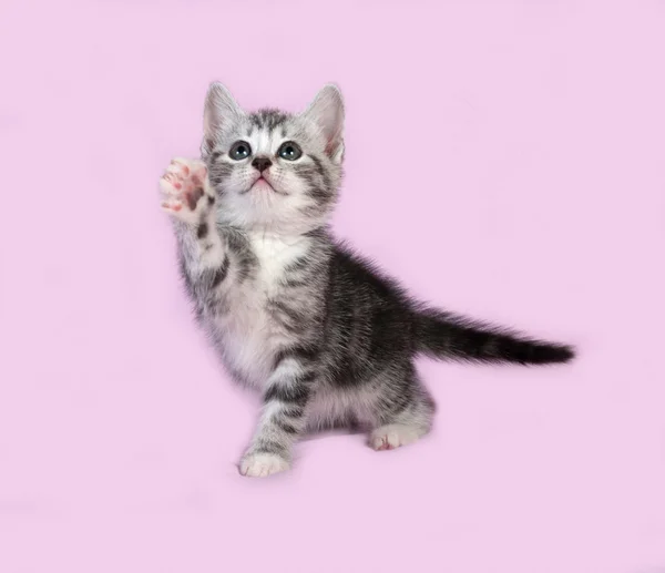 줄무늬 회색 고양이 핑크에 — 스톡 사진