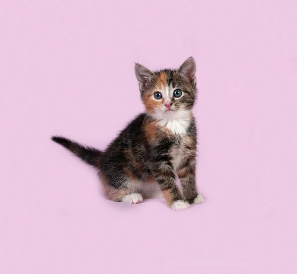 Tricolor kitten staande op roze — Stockfoto