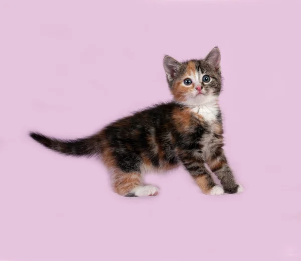 Tricolor kitten standing on pink — Stock Photo, Image