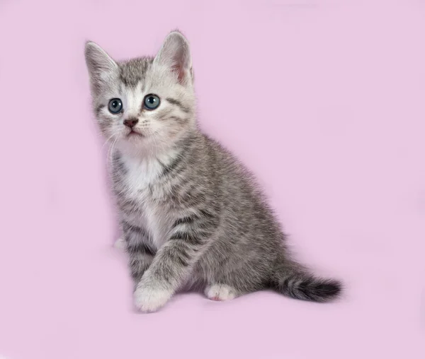 Ριγέ γκρι γατάκι που κάθεται στο ροζ — Φωτογραφία Αρχείου