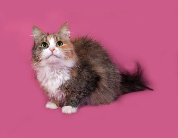 Tricolor fluffy cat sits on pink — Stock Photo, Image