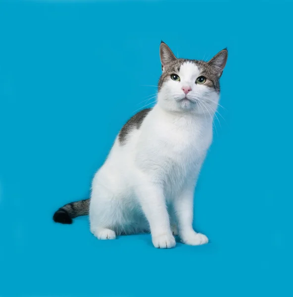 Gato manchado blanco y gris sentado en azul —  Fotos de Stock