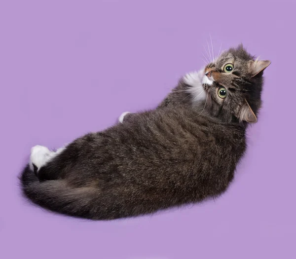 Fluffy striped and white cat lies on purple — Stock Photo, Image